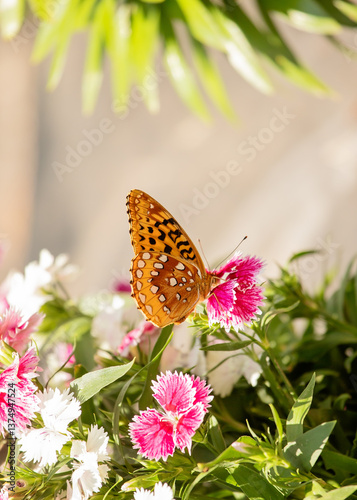 Great Spangled Fritillary on pink dianthus flowers in the summertime. 