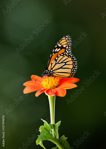 Female monarch butterfly on the bloom head of a Mexican sunflower Tithonia in the middle of the summer. 