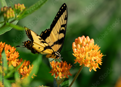 Tiger Swallowtail sipping on nectar from orange flowers of a fully bloomed butterfly weed plant in summer.
