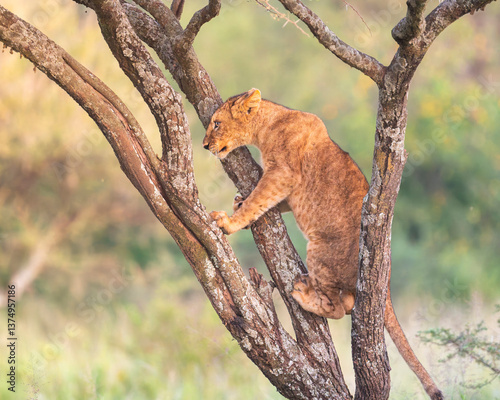 lion cubs climbing a tree in beautiful Serengeti morning