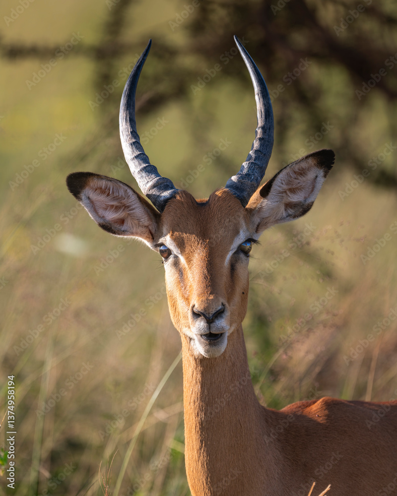 Naklejka premium male impala portrait in beautiful sunshine