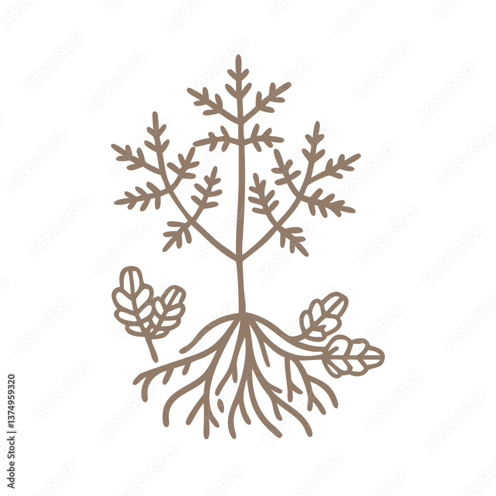 Obraz premium Goutweed Aegopodium Podagraria Herb Line Art