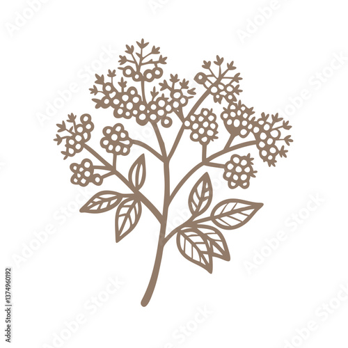 Elegant Elderberry Branch Illustration, Sambucus Nigra
