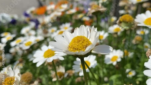The wind blows German Chamomile flowers. Matricaria Chamomilla, Chamomile, German Chamomile, Hungarian Chamomile, Wild Chamomile, Blue Chamomile, Mayweed, M. recutita