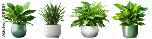 Set of potted green houseplants isolated on transparent background