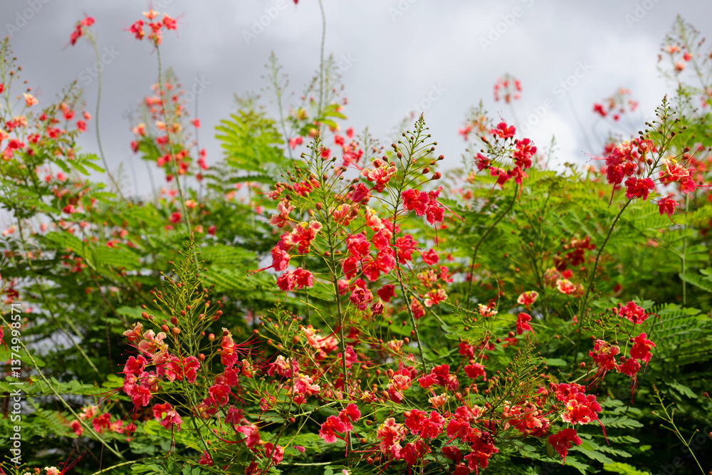 Fototapeta premium Flambuoyant tree, Flame of the forest, Peacock flower
