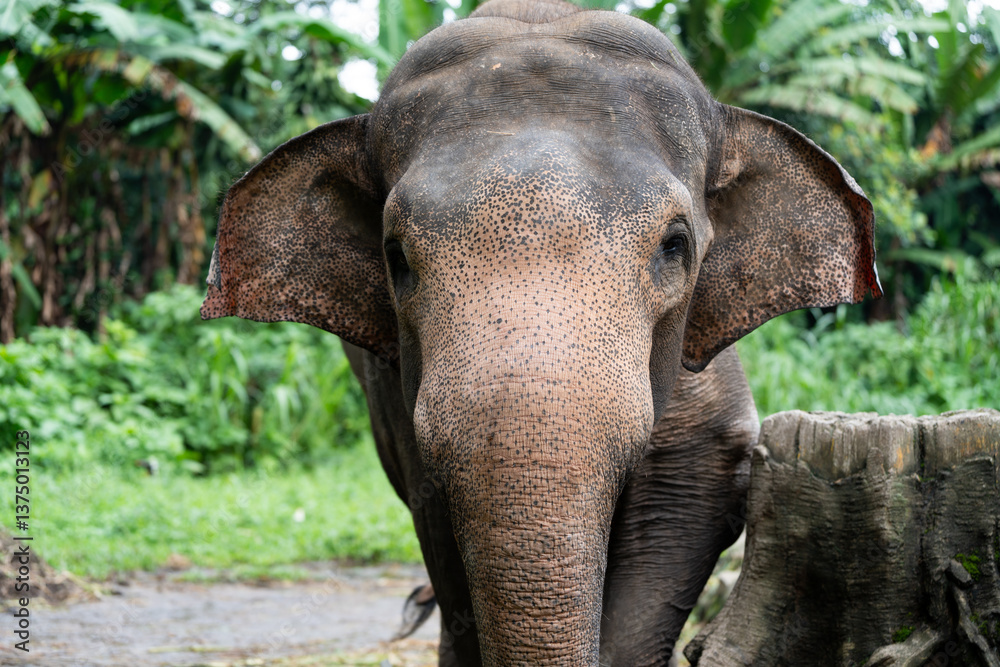 Fototapeta premium A large elephant with a wrinkled face and wrinkled skin