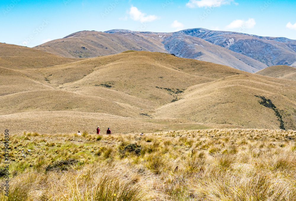 Obraz premium Oteake conservation area otago new zealand hills velvety beautiful landscapes dry yellow brown grass bare land