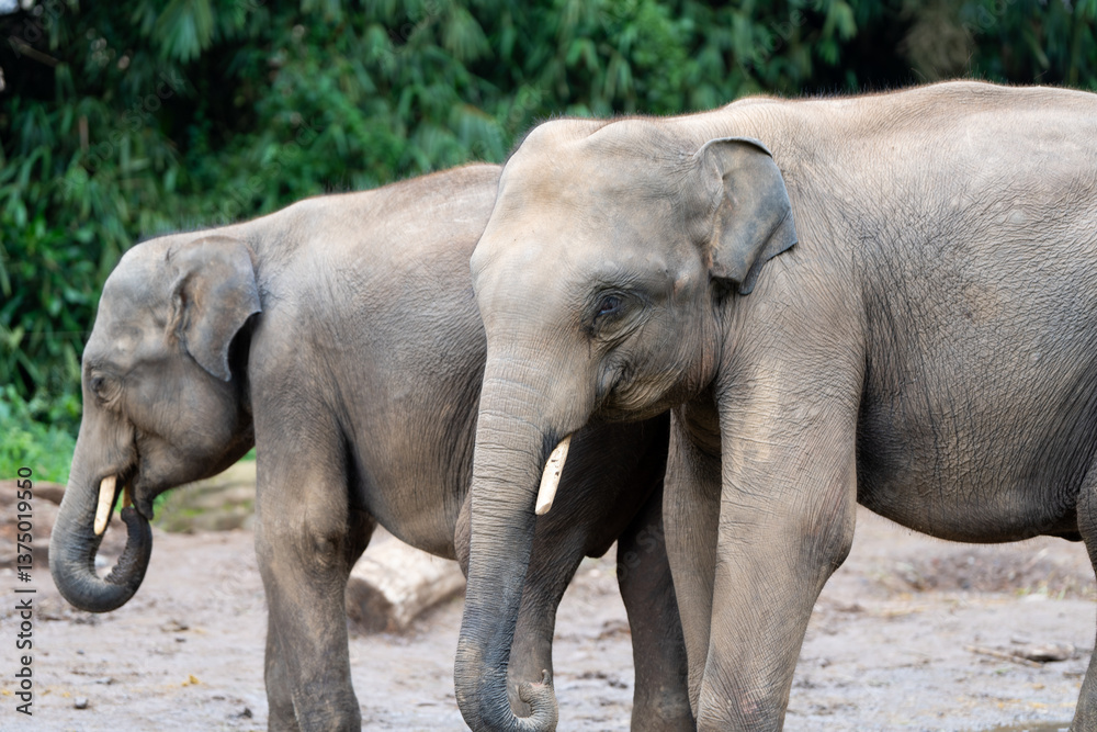 Fototapeta premium Pair of Asian Elephants Standing Together in Zoo Habitat