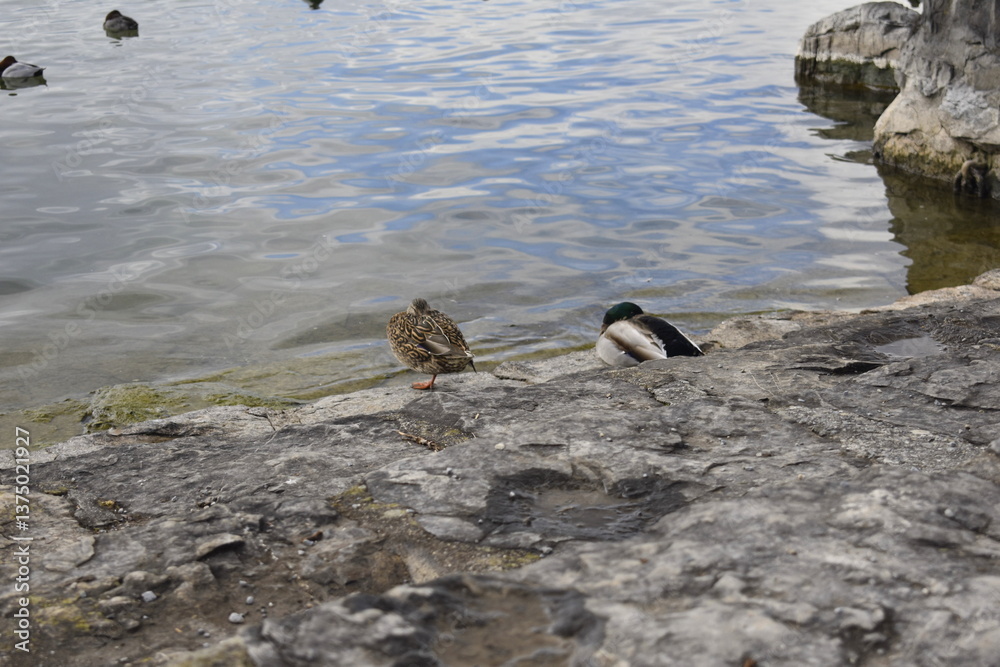 Fototapeta premium Vierwaldstättersee in Luzern