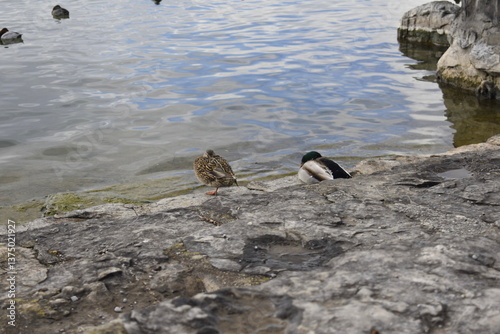 Vierwaldstättersee in Luzern