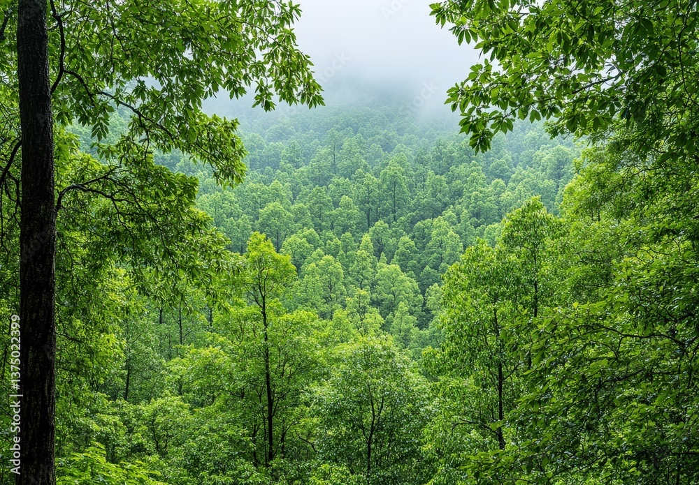 Dense Lush Forest Canopy in Misty Morning Light Dense Lush Forest Canopy in Misty Morning Light