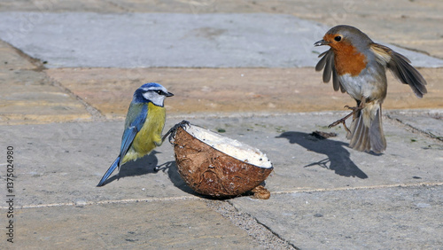A Blue tit feeding on a Coconut Suet at a bird table in UK