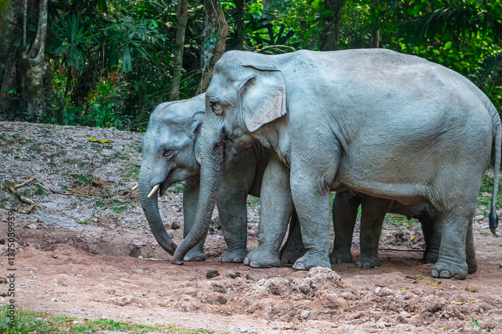 Obraz premium Elephants are large mammals and are the largest land animals. Wild elephants eat plants. They are big, have a small head, big legs, and have a trunk that reaches to the ground. That trunk is the nose.