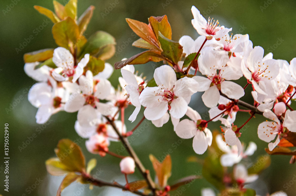 Obraz premium pink cherry blossom