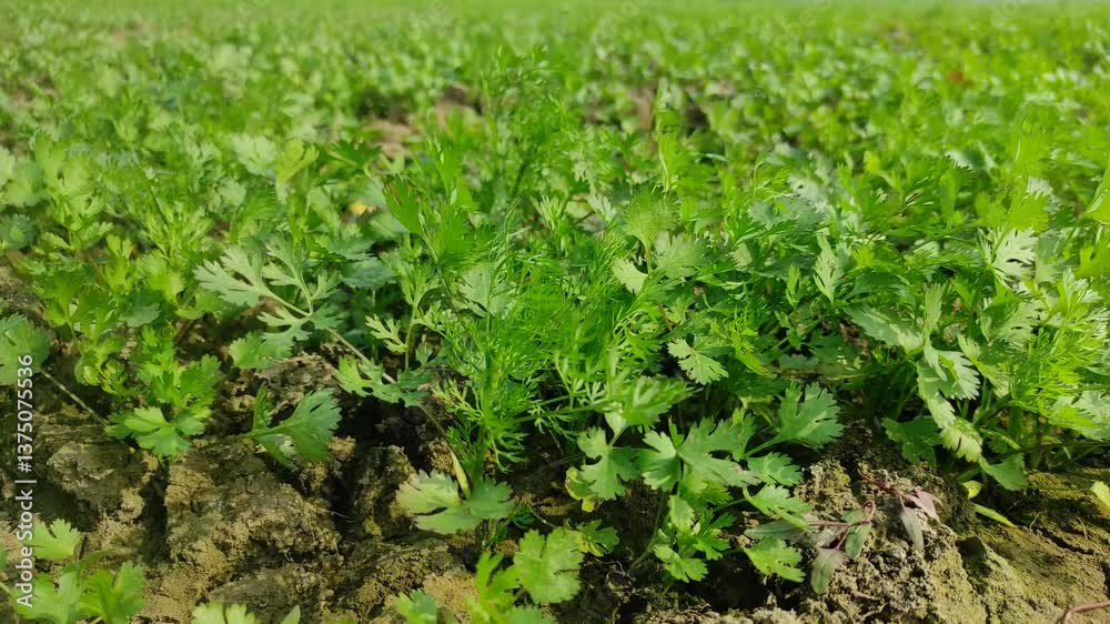 close up of green coriander leaves in home gardening 4k resolution close up of green coriander leaves in home gardening 4k resolution