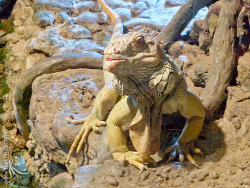 this is a close up of a green iguana