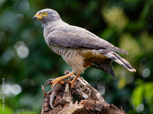Roadside hawk (Rupornis magnirostris), on the road hunting a lizard in the Amazon rainforest.
