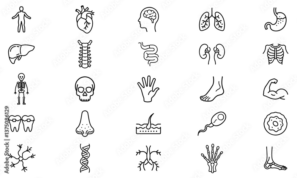 Obraz premium A detailed anatomy-themed outline icon set featuring organs, muscles, bones, and human body parts. Perfect for medical apps, biology studies, and healthcare designs.