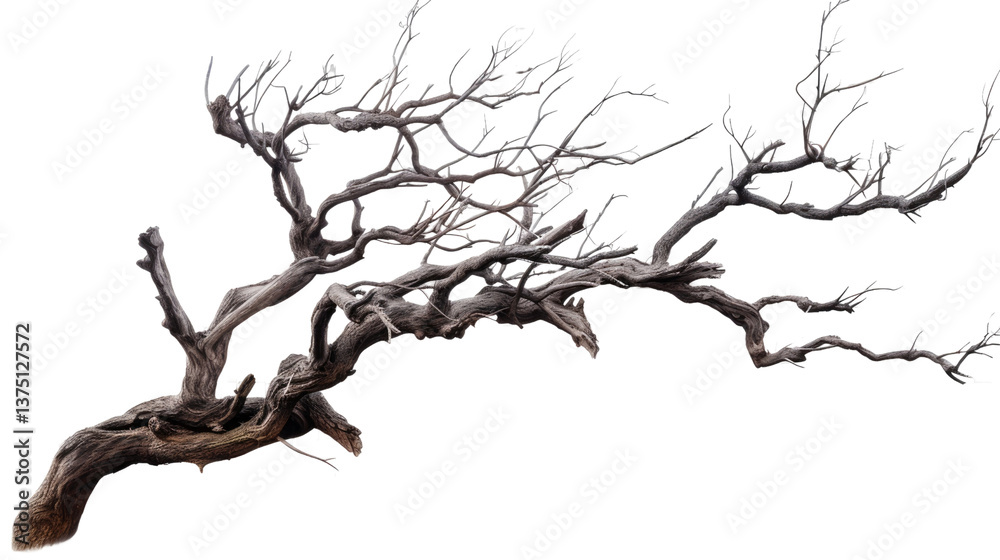 Weathered Tree Silhouette: A stark silhouette of a weathered, gnarled tree branch stretches across the frame, its intricate network of bare branches evoking a sense of age, resilience. Weathered Tree Silhouette: A stark silhouette of a weathered, gnarled tree branch stretches across the frame, its intricate network of bare branches evoking a sense of age, resilience.