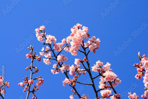 さくらと青空