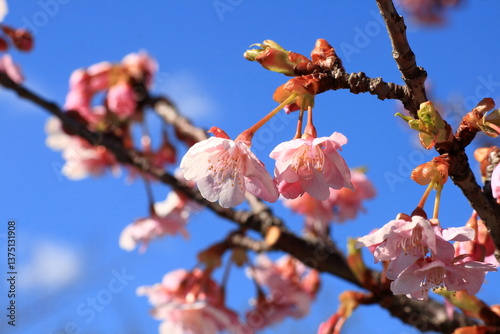 さくらと青空