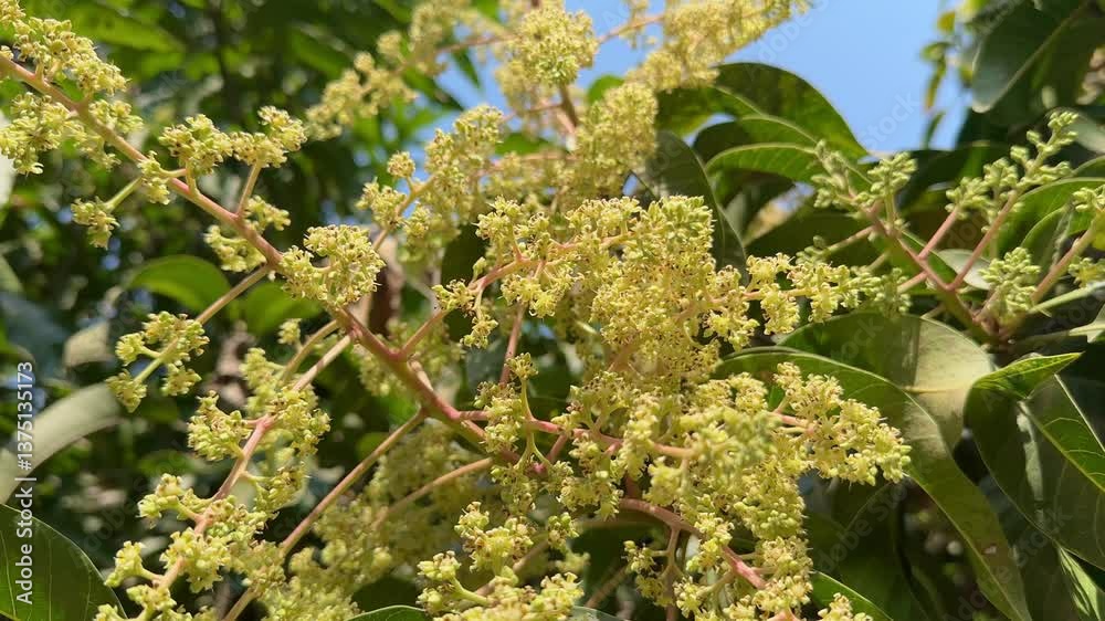 a Bunch of Mango Flower Blossoms on Tree Branch a Bunch of Mango Flower Blossoms on Tree Branch