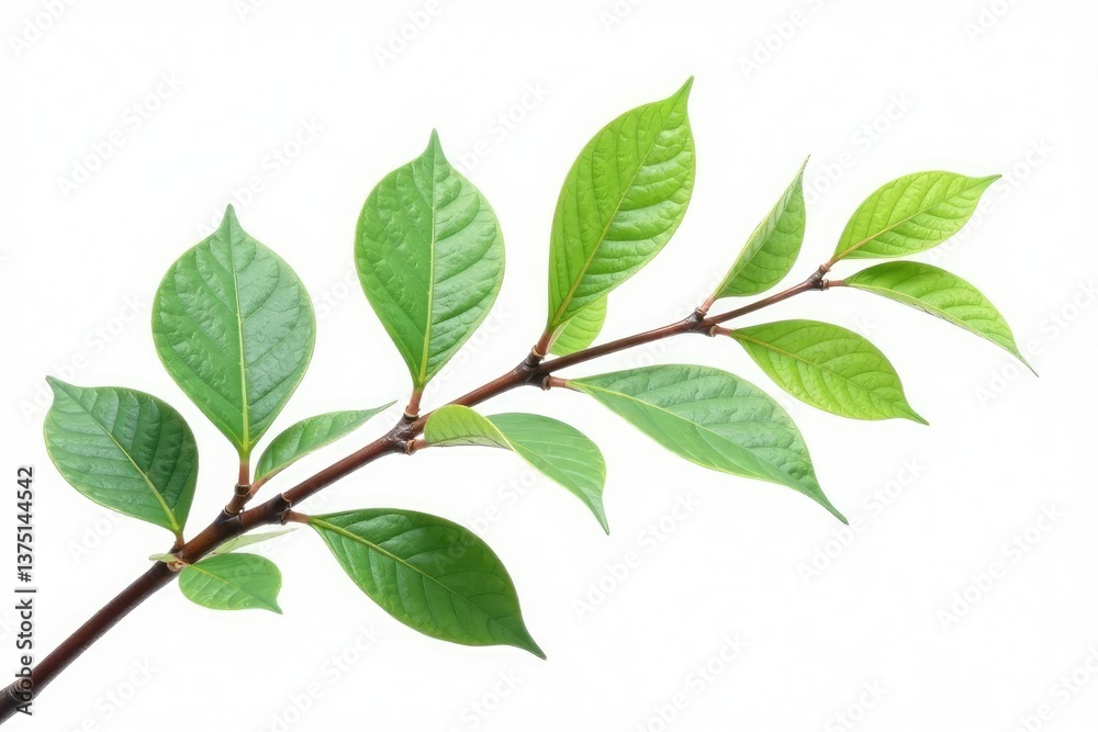 isolated branches with delicate leaves on white background, white background, isolated elements, branch isolated branches with delicate leaves on white background, white background, isolated elements, branch
