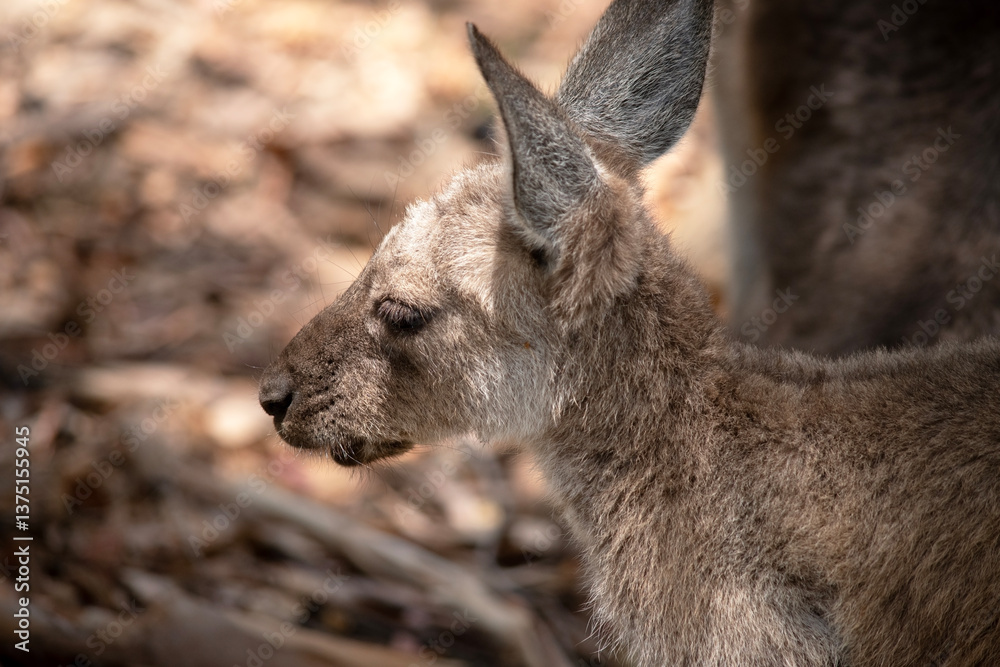 this is a side view of a western grey kangaroo joey this is a side view of a western grey kangaroo joey