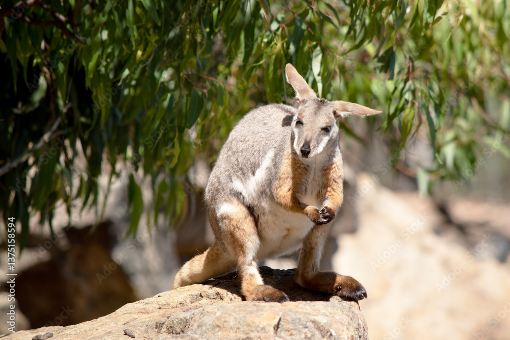 Naklejka premium the yellow footed rock wallaby is eating a carrot