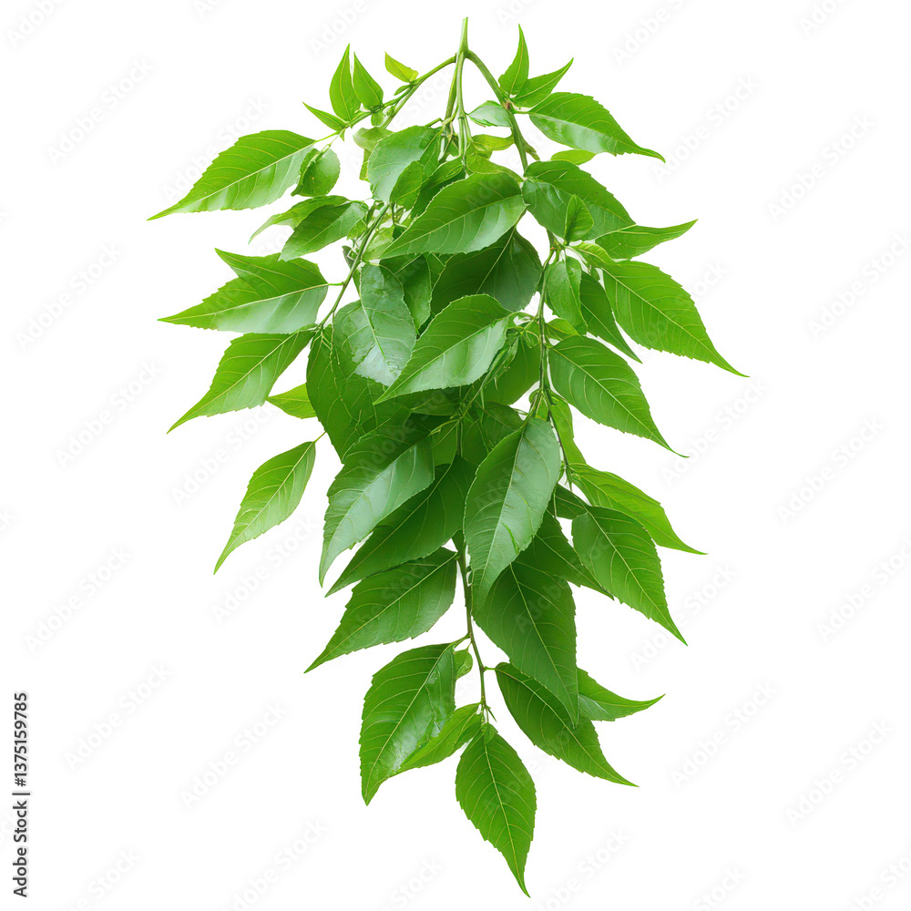 Obraz premium Fresh green foliage cascading gracefully against a stark, contrasting backdrop