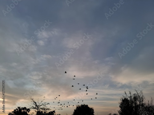 A striking image featuring a flock of birds in flight against a cloudy, sunset-kissed sky. The contrast between the dark silhouettes and the soft, textured clouds creates a visually captivating scene.