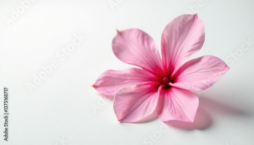 Delicate flower petals unfolding on a pure white surface, gentle, blossom, white background