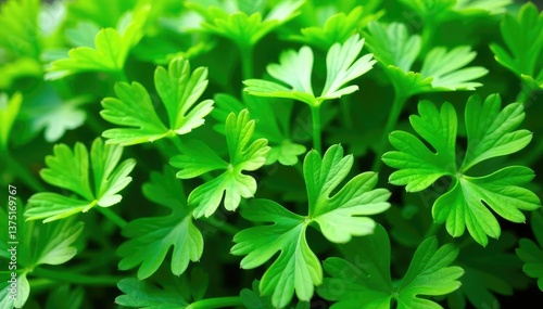 Fresh parsley leaves forming a natural pattern , lush, healthy