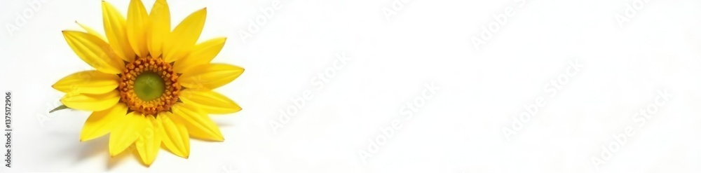 Obraz premium Single bloom of sunflower on white background, flower, botanical, solo