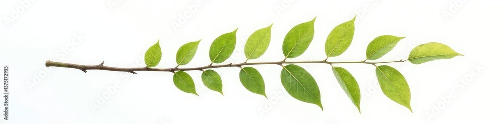 Single branch with leaves isolated on white background, , leaf, isolated branches Single branch with leaves isolated on white background, , leaf, isolated branches