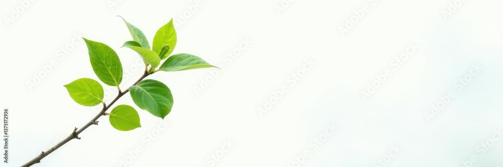 Single branch against a bright white background with subtle gradient, foliage, tree, wood Single branch against a bright white background with subtle gradient, foliage, tree, wood