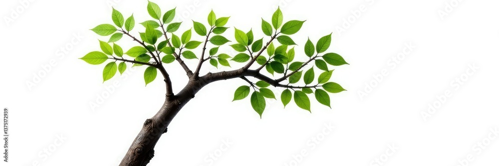 Fototapeta premium Single branch with thick trunk isolated against a white background, trunk, isolated