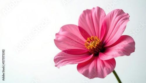 stunning large flower blooming against white backdrop, large flower, big bloom