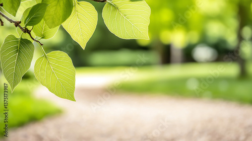 Trees lining the path in the city park provide a natural escape within the urban environment, creating a beautiful contrast against the greenery