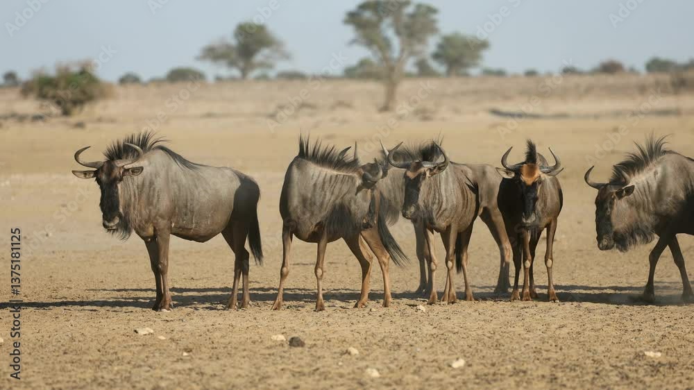 Blue wildebeest (Connochaetes taurinus) standing in a dry and dusty riverbed, Kalahari desert, South Africa Blue wildebeest (Connochaetes taurinus) standing in a dry and dusty riverbed, Kalahari desert, South Africa