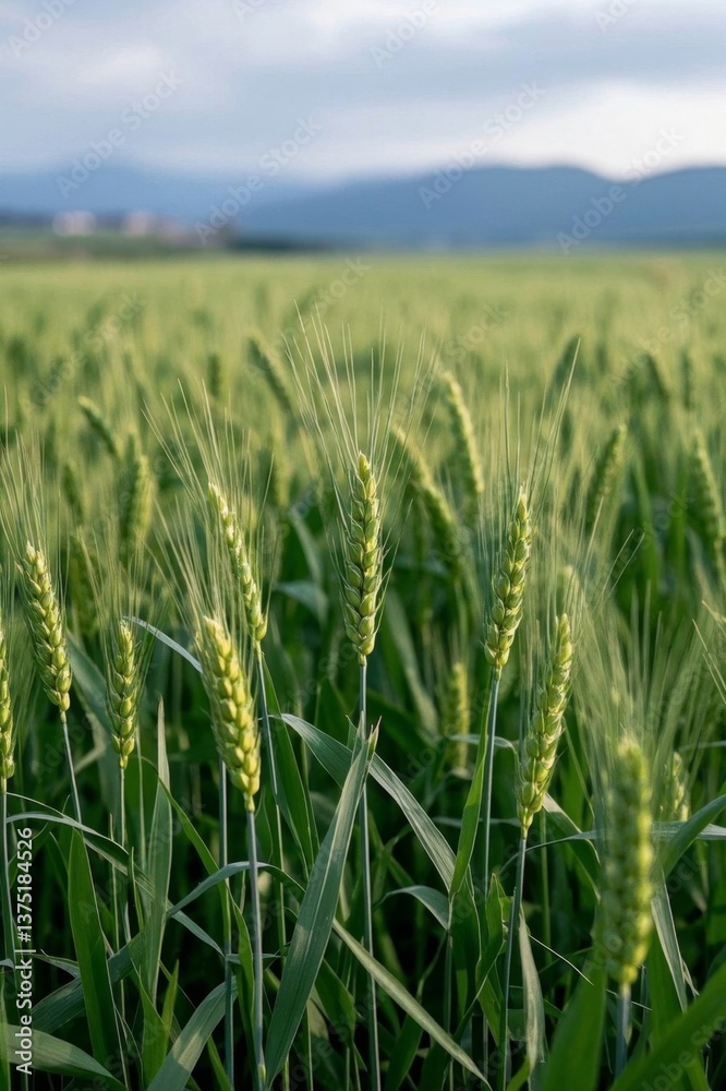 there are many green wheat growing in a field with mountains in the background