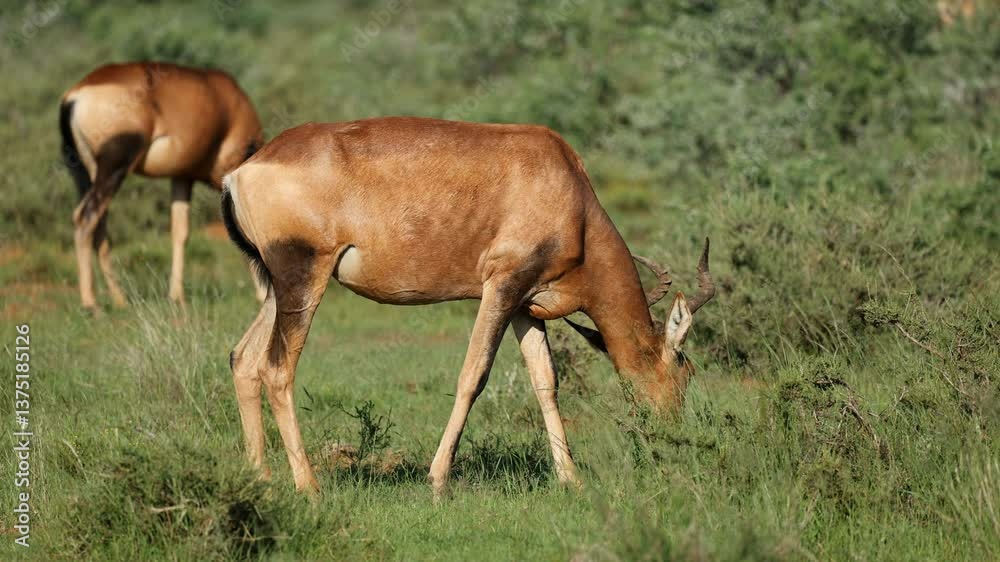 A red hartebeest antelope (Alcelaphus buselaphus) feeding in natural habitat, Mokala National Park, South Africa A red hartebeest antelope (Alcelaphus buselaphus) feeding in natural habitat, Mokala National Park, South Africa