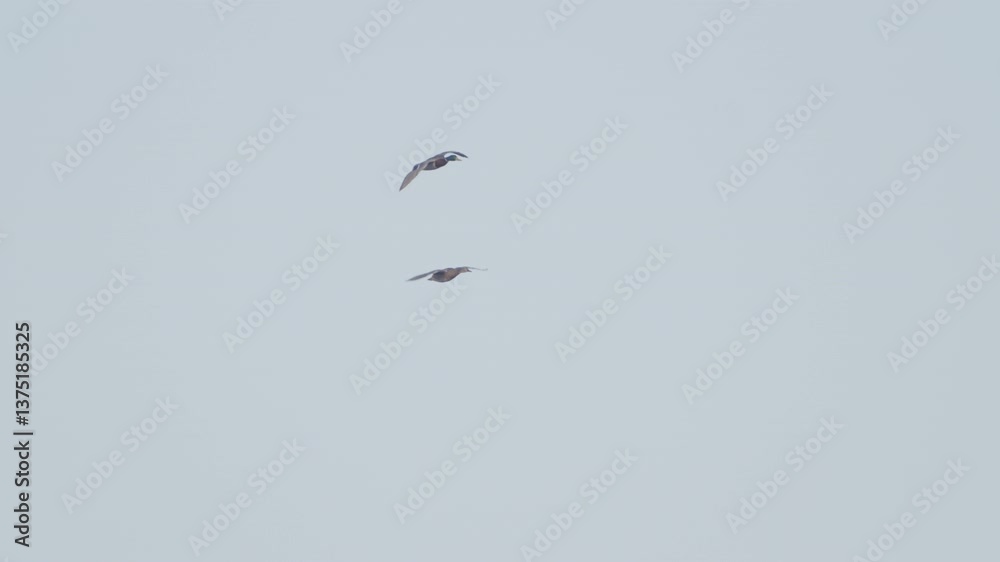 Mallards (Anas platyrhynchos) in flight. Birds flying against blue sky. Close-up. Slow motion. Mallards (Anas platyrhynchos) in flight. Birds flying against blue sky. Close-up. Slow motion.