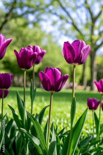 purple tulips in a field of green grass with trees in the background