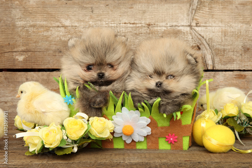 Obraz na płótnie Two Pomeranian puppies with chick among flowers w salonie