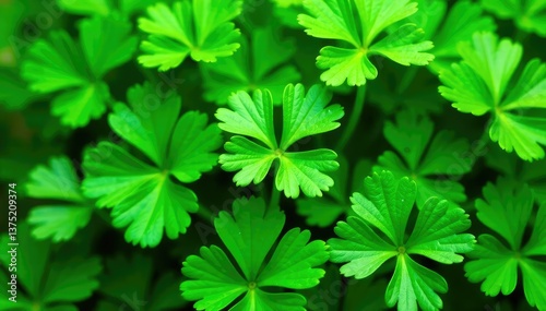 Fresh parsley leaves forming a natural pattern , aromatic, photography