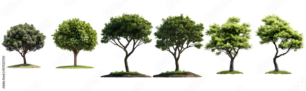 Two images of a green tree on a transparent background, PNG Two images of a green tree on a transparent background, PNG