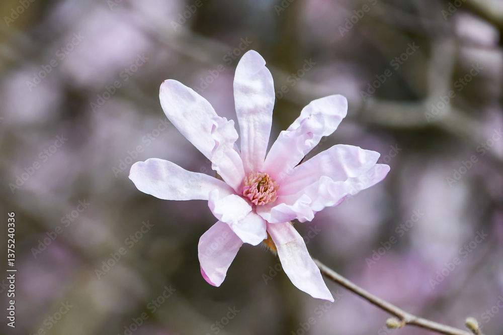 Obraz premium シデコブシ Star Magnolia