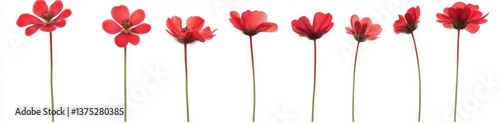 Red Flowers in a Row